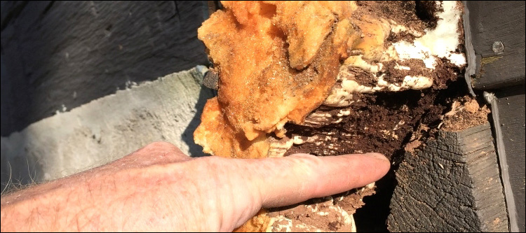  Falcon,  North Carolina Log Home With Water Damage